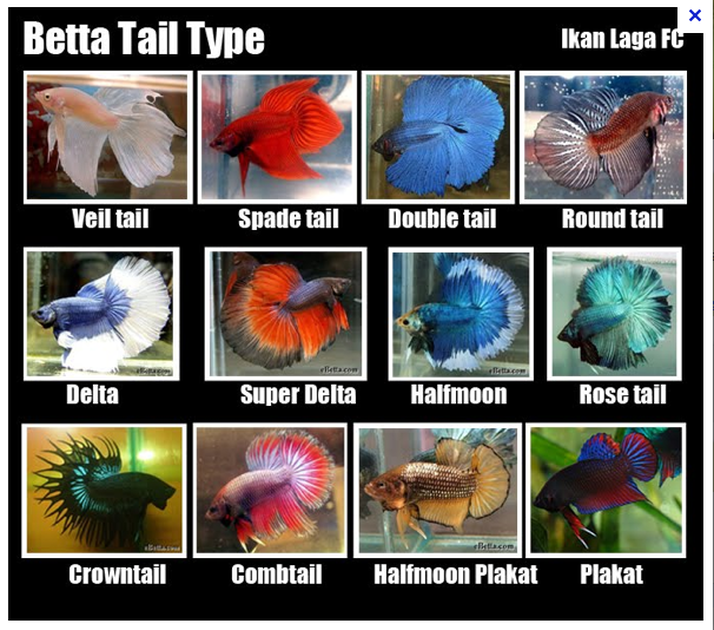 Different types of betta fish - Betta fish care tips and fun facts